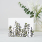 Carte Postale Bradford Pear Blossoms (Debout devant)