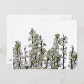 Carte Postale Bradford Pear Blossoms (Devant / Derrière)