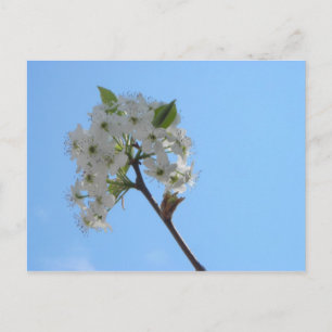 Carte Postale Bradford Pear Tree