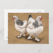 Carte postale Brahma Chicken Hens (Devant / Derrière)