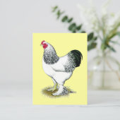 Carte Postale Brahma : Rooster léger (Debout devant)