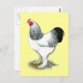Carte Postale Brahma : Rooster léger (Devant / Derrière)