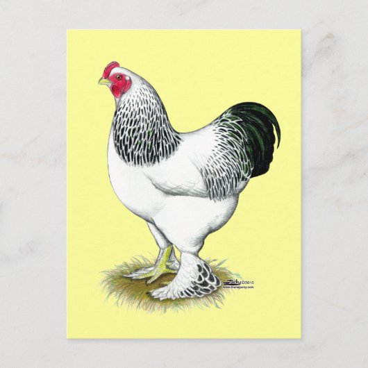 Carte Postale Brahma : Rooster léger (Devant)