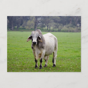 Carte Postale Brahman (aka. Brahma) Taureau dans le domaine