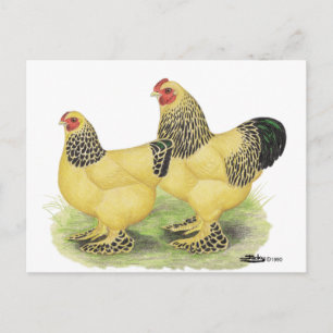 Carte Postale Brahmas:  Bantams