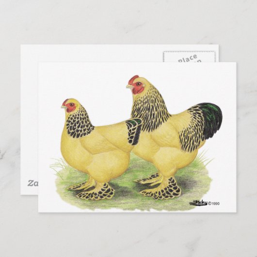 Carte Postale Brahmas : Buff Bantams (Devant / Derrière)