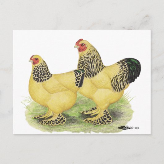 Carte Postale Brahmas : Buff Bantams (Devant)