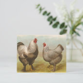 Carte Postale Brahmas foncé (Debout devant)