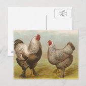 Carte Postale Brahmas foncé (Devant / Derrière)