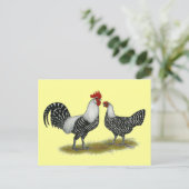Carte Postale Brakel Chickens (Debout devant)