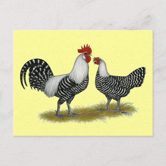 Carte Postale Brakel Chickens (Devant)