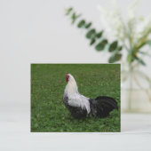 Carte Postale Brakel Hahn (Debout devant)