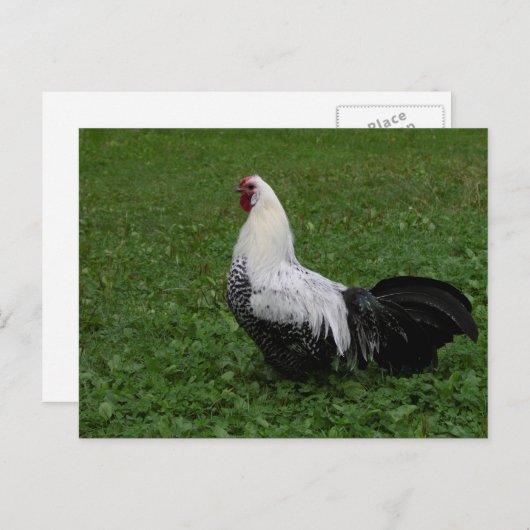 Carte Postale Brakel Hahn (Devant / Derrière)