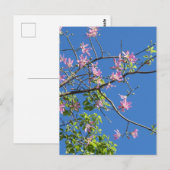 Carte Postale Branche avec fleurs (Devant / Derrière)