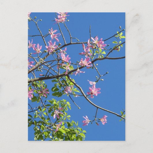 Carte Postale Branche avec fleurs (Devant)
