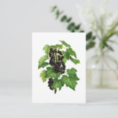 Carte Postale Branche avec fruit de cassis (Debout devant)