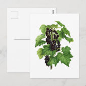 Carte Postale Branche avec fruit de cassis (Devant / Derrière)