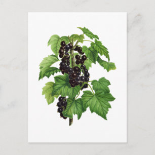 Carte Postale Branche avec fruit de cassis
