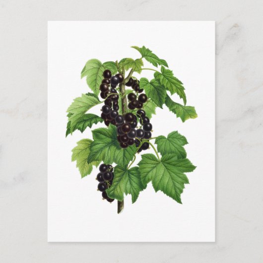 Carte Postale Branche avec fruit de cassis (Devant)