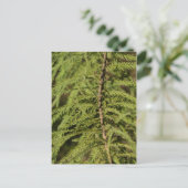 Carte Postale Branche Cypress Bald (Debout devant)