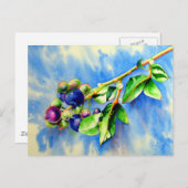 Carte Postale Branche de bleuet, aquarelle (Devant / Derrière)