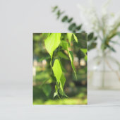 Carte Postale Branche de bouleau vert avec feuille (Debout devant)