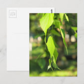 Carte Postale Branche de bouleau vert avec feuille (Devant / Derrière)