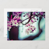Carte Postale Branche de fleurs de cerisier (Devant / Derrière)