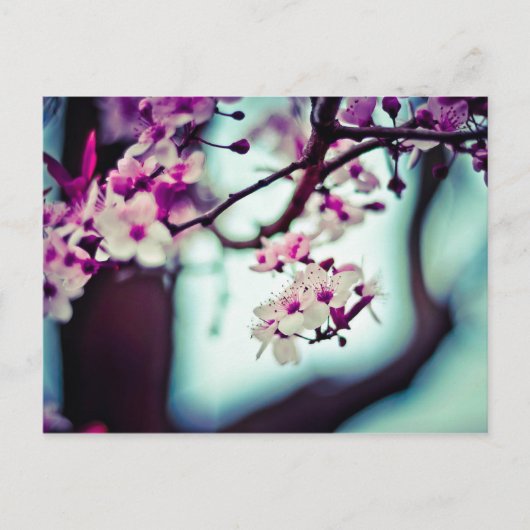 Carte Postale Branche de fleurs de cerisier (Devant)