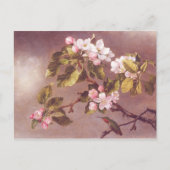 Carte Postale Branche de fleurs de cerisier (Devant)