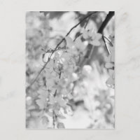 Branche de fleurs noires et blanches