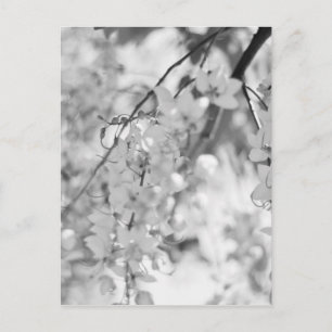 Carte Postale Branche de fleurs noires et blanches