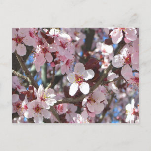 Carte Postale Branche de fleurs roses Printemps Floral