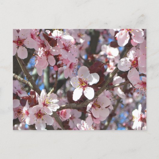 Carte Postale Branche de fleurs roses Printemps Floral (Devant)