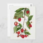 Carte Postale Branche de fruit de mûre peinture aquarelle (Devant / Derrière)