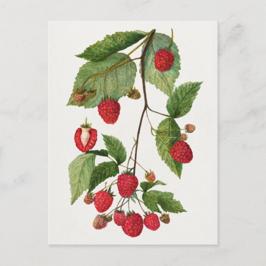 Carte Postale Branche de fruit de mûre peinture aquarelle (Devant)