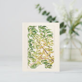 Carte Postale Branche de la pêche (Prunus Persica) (Debout devant)