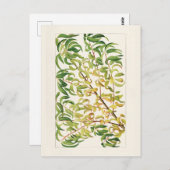 Carte Postale Branche de la pêche (Prunus Persica) (Devant / Derrière)