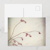 Carte Postale Branche de l'arbre du prune avec les boues de prin (Devant / Derrière)