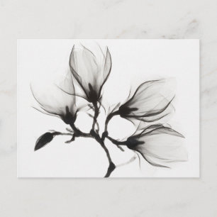 Carte Postale Branche de magnolia avec quatre fleurs (vers 1910-
