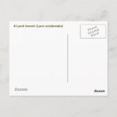 Carte Postale Branche de mélèze (Dos)