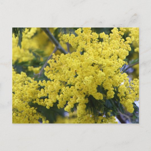Carte Postale Branche de mimosa (Devant)