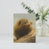 Carte Postale Branche de Mongoose a Tree (Debout devant)