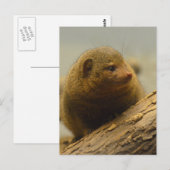 Carte Postale Branche de Mongoose a Tree (Devant / Derrière)