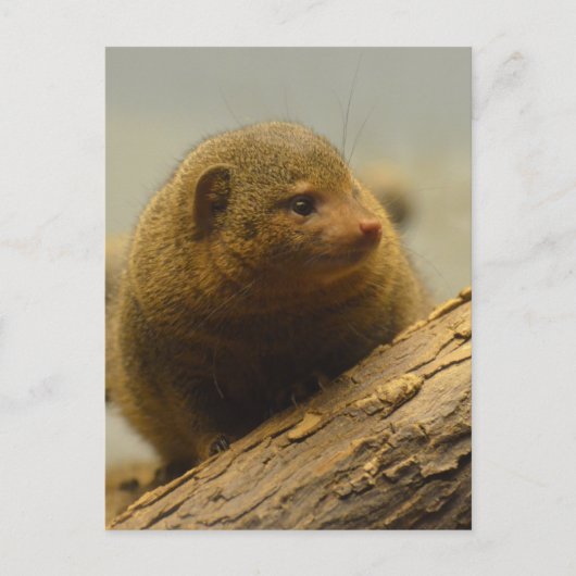 Carte Postale Branche de Mongoose a Tree (Devant)