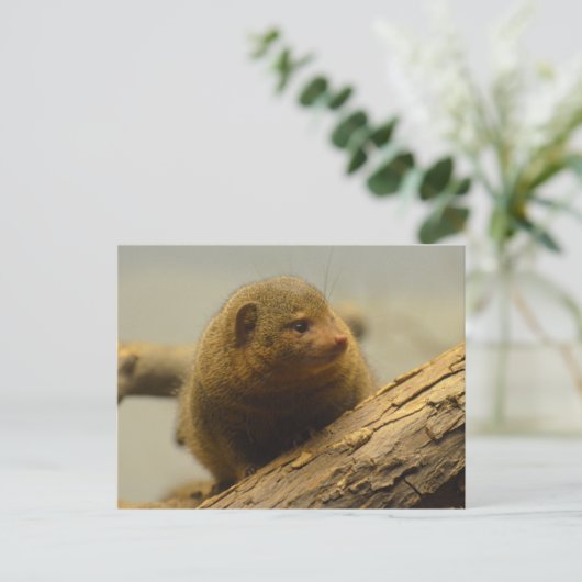 Carte Postale Branche de Mongoose a Tree (Debout devant)