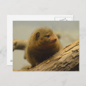 Carte Postale Branche de Mongoose a Tree (Devant / Derrière)