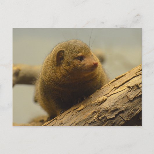 Carte Postale Branche de Mongoose a Tree (Devant)