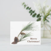 Carte Postale Branche de pin avec les cônes (Debout devant)