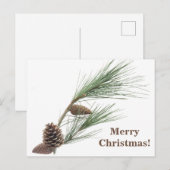 Carte Postale Branche de pin avec les cônes (Devant / Derrière)